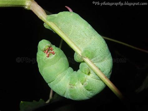 Green Caterpillars | Nature, Cultural, and Travel Photography Blog