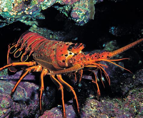 Spiny, Slipper, Regal And Rock: The Secret Lives Of Lobsters - Dive Training Magazine | Scuba ...