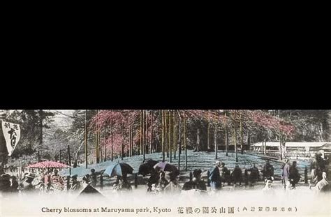 Japan Cherry Blossoms in Maruyama Park Our beautiful Wall Art and Photo Gifts include Framed ...