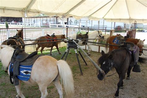 Farm Animal Rentals For Birthday Parties | importantteacher