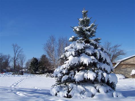 Free Images : nature, snow, winter, pine, evergreen, weather, fir, christmas tree, season, blue ...