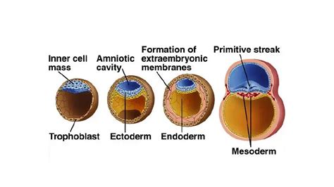 How are the three germ layers formed?