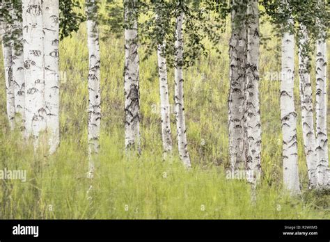 USA, Alaska. Paper birch trees and grasses Stock Photo - Alamy