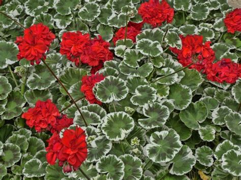 Red Geraniums Free Stock Photo - Public Domain Pictures