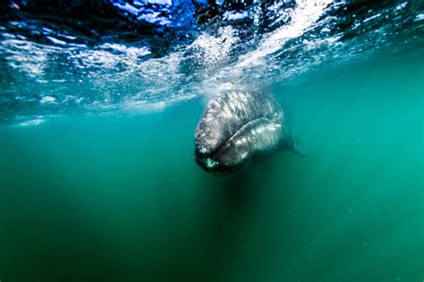 10 Fun Facts About Gray Whales - Baja Expeditions