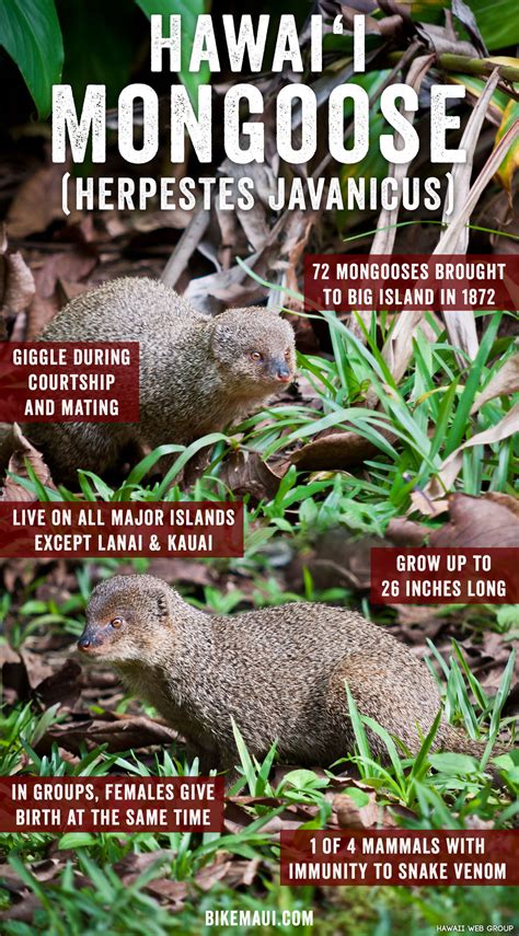 Hawaii Mongoose - Maui Animal of the Month