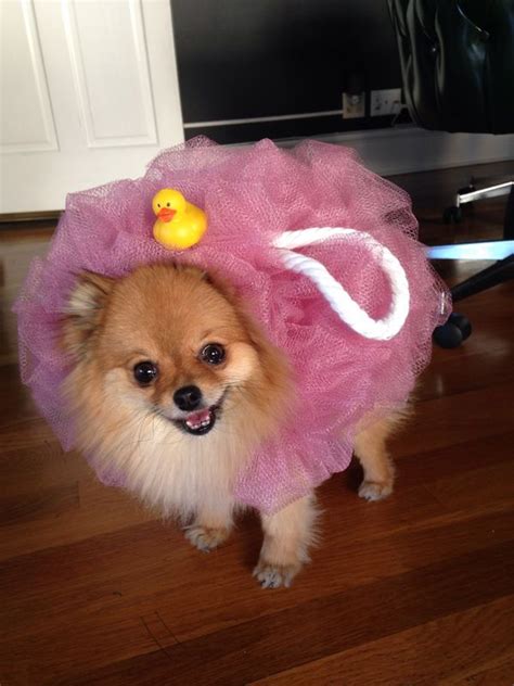 Cute Dog Costumes, Puppy Costume, Animal Costumes, Costume Ideas, Pet Costumes For Dogs, Cute ...