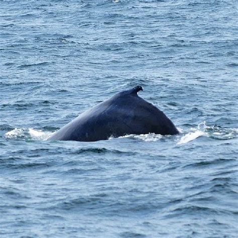 New England Aquarium Whale Watch - Boat or Ferry in Waterfront