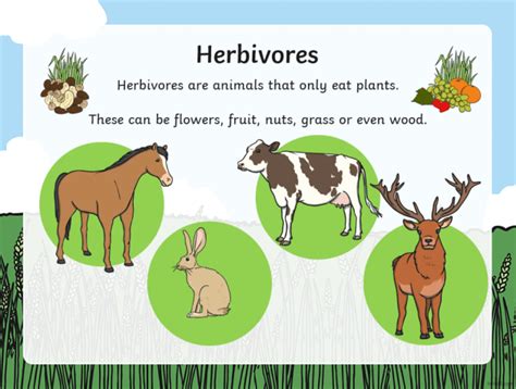 Herbivore Adaptations - Animals Who Are Herbivores - Wiki