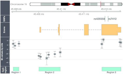 Structure of the Apolipoprotein E locus and categorization of... | Download Scientific Diagram