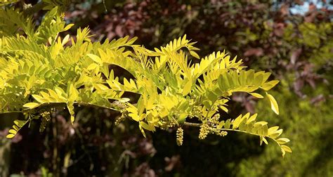 Honey Locust Tree Leaves