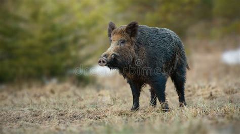 1,351 Wild Boar Tusks Stock Photos - Free & Royalty-Free Stock Photos from Dreamstime