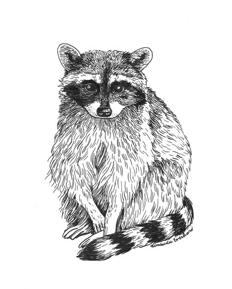 13+ racoon sketch - RumanaDilan