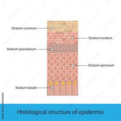 Histological structure of epidermis - skin layers shcematic vector illustration showing stratum ...