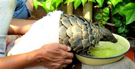 rescue-pangolin - Africa Geographic