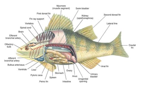 Yellow Perch Anatomy