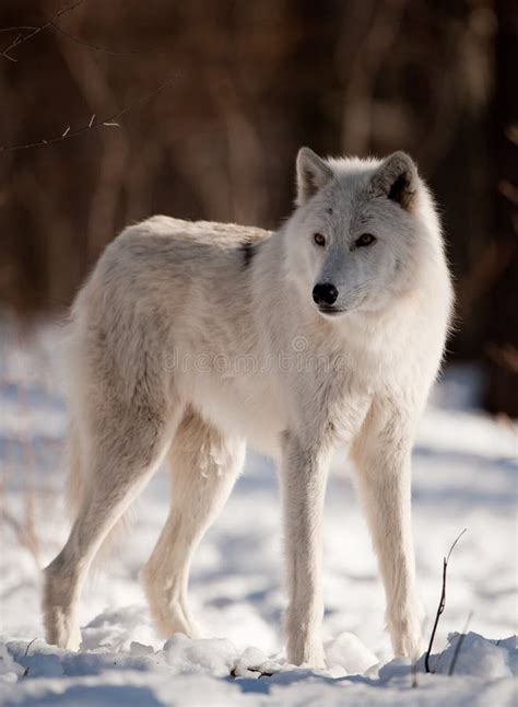 Loup arctique image stock. Image du bête, oeil, forêt - 20772767