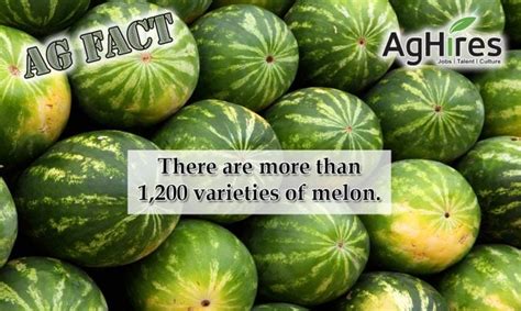 13 Fun Melon Facts