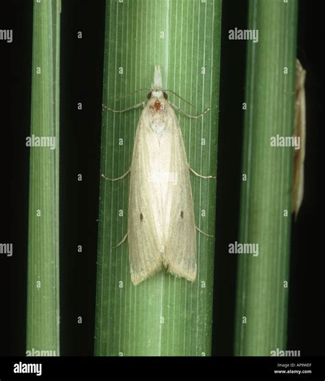 Rice stem borer hi-res stock photography and images - Alamy