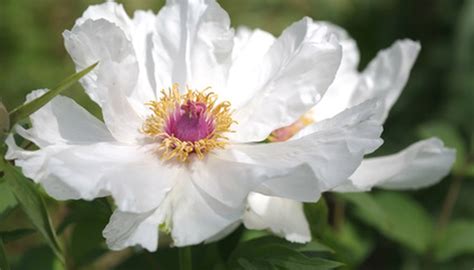 Which Peonies Can Grow in Zone 9? | Garden Guides