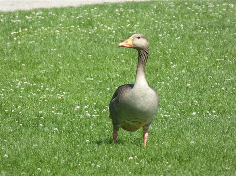 Greylag Goose Park Lawn - Free photo on Pixabay - Pixabay