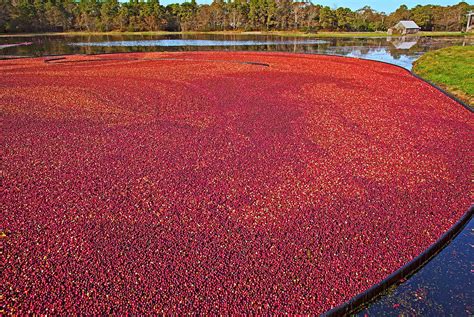 Cranberry Harvest, Cape Cod, Ma Digital Art by Claudia Uripos - Fine Art America