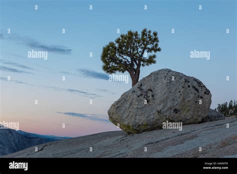 Jeffrey Pine tree (Pinus jeffreyi) standing alone at Olmsted Point ...