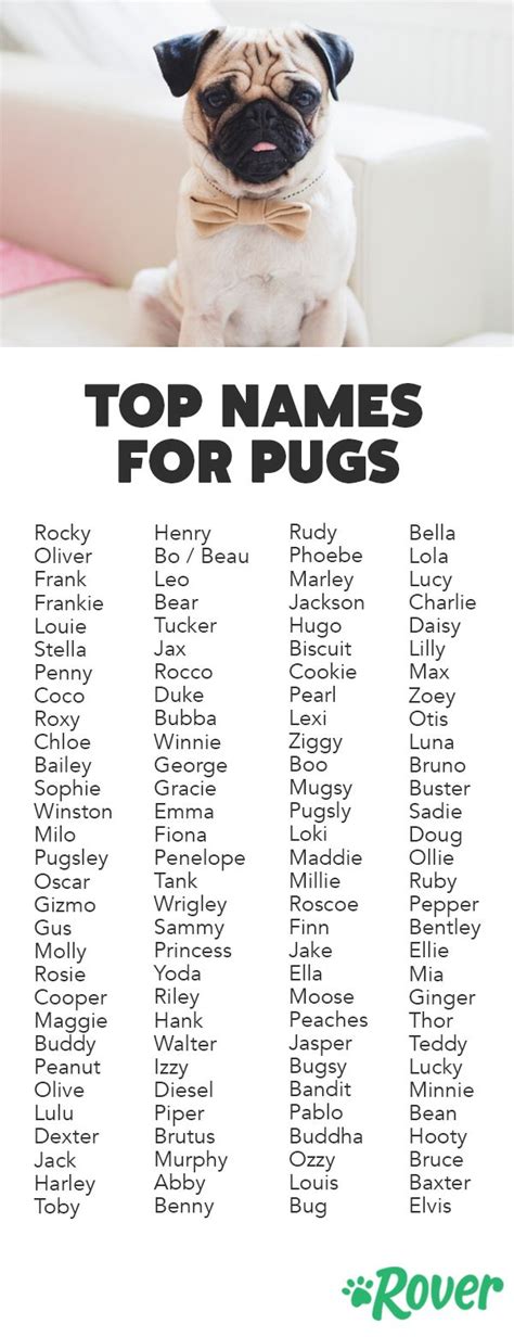 The 177 Most Popular Pug Names | Hondennamen, Schattigste honden ...