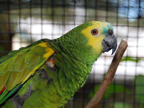 The Online Zoo - Amazon Parrot