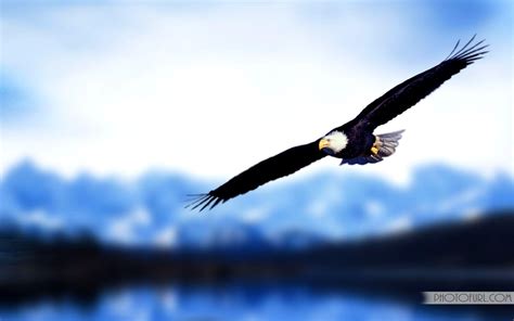 Eagle Flying HD Wallpapers - Top Free Eagle Flying HD Backgrounds ...