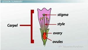 What Are The Female Parts Of A Flower And Their Functions - Infoupdate.org