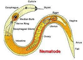 Structure of Nematoda - Phylum Nematoda(Roundworms)