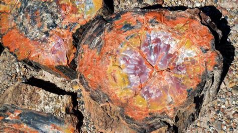 Petrified Wood: A Journey From Tree to Stone | HowStuffWorks