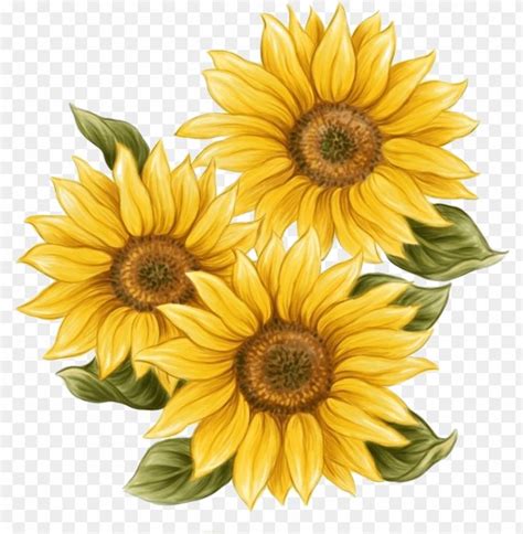 free PNG watercolor sunflower png svg library download - watercolor sunflower PNG image with ...