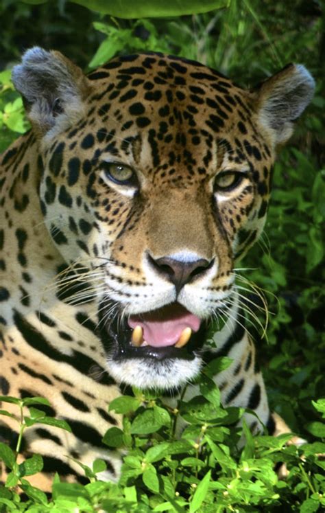 Jaguars - Panama Wildlife Conservation