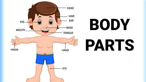 Body parts | Body parts name | Body parts | Parts of our body | Body ...