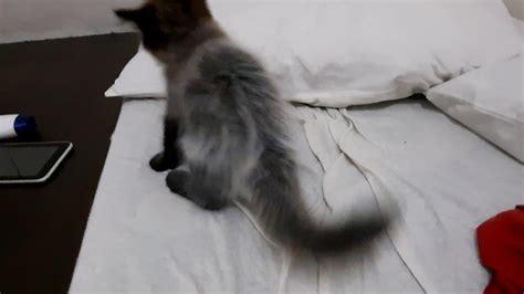 cute kittens playing in my bed #subscribetoepifaniavillamor #cats # ...