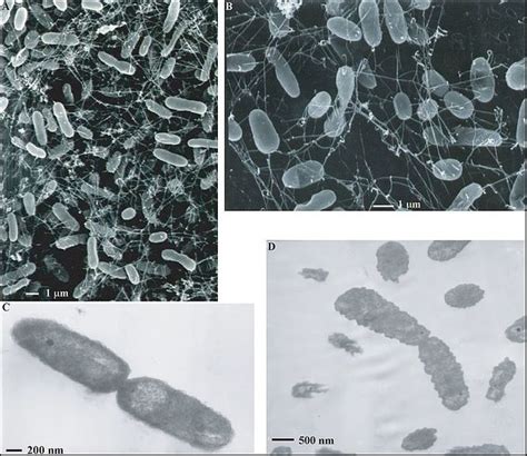 8.12A: Aquificales and Thermotogales - Biology LibreTexts