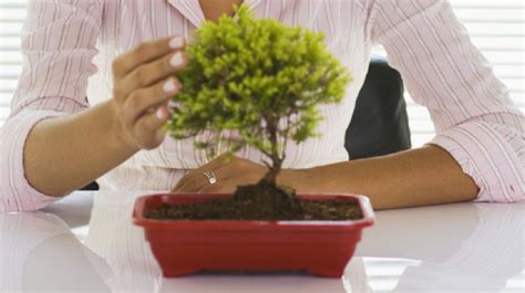 Caring for a Bonsai Tree - Bonsai Tree Care, Tips & Help