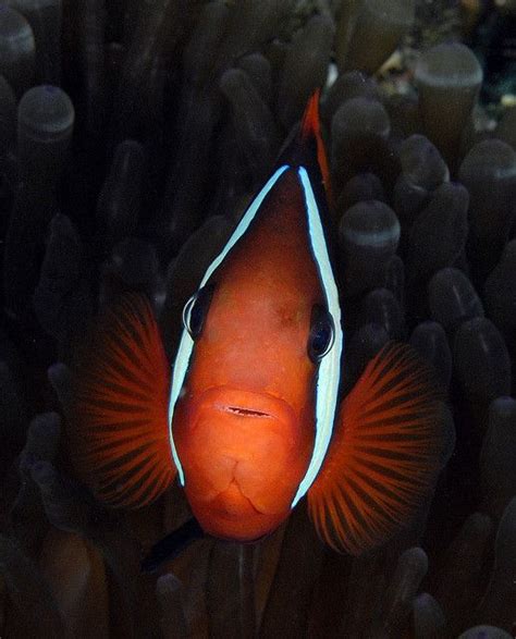 Mug shot of a tomato anemonefish Saltwater Aquarium, Aquarium Fish, Odd ...