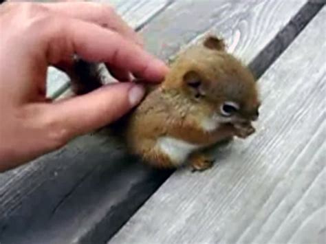 Probably the cutest baby squirrel video you will ever see - CBS News