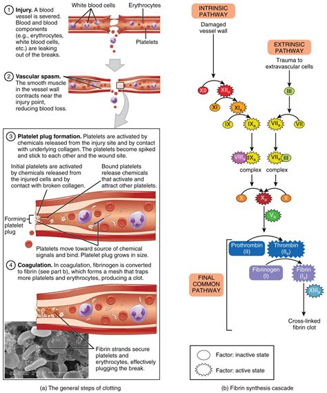 Hemostasis | Anatomy and Physiology