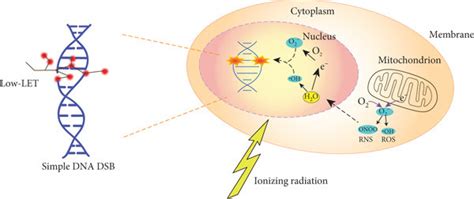 The direct and indirect effects of ionising radiation (IR) in cells.... | Download Scientific ...