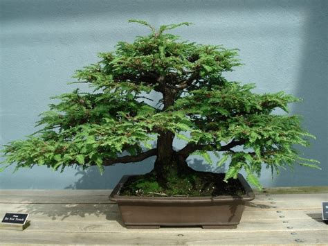 Giant Sequoia Bonsai Tree Care Guide - Organize With Sandy