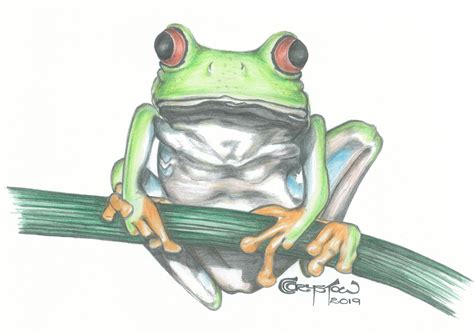 Tree Frog (pencil drawing by CC Crystow) #frog #treefrog #greenfrog # ...