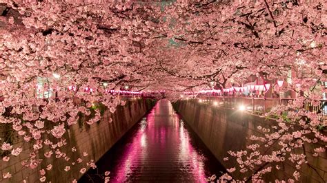 Up close and personal with cherry blossoms in Japan | Abercrombie & Kent