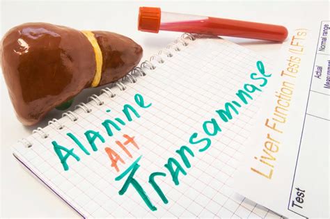 When to Worry about ALT Levels? Alanine Transaminase (ALT) Test