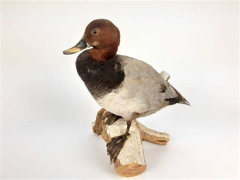 Lot 1014 - Common Pochard mounted on naturalistic