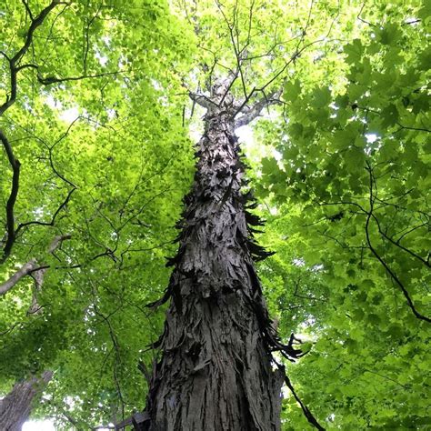 Shagbark Hickory | Tree identification, Deciduous trees, Trees to plant