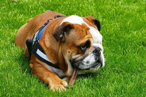 500+ English Bulldog Names - Popular Male and Female Names - PetPress